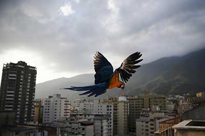 تصاویری از پرواز طوطی های رنگارنگ بر فراز کاراکاس - گزارش تصویری