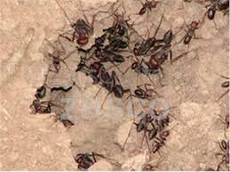 خلاصی از شر مورچه های خانگی با این راهکار