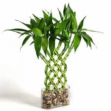 گیاه بامبو را در آپارتمان پرورش دهید