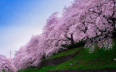 برگزاری جشن شکوفه های گیلاس در ژاپن