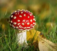 تصاویری شگفت انگیز از قارچها در طبیعت