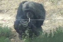 تصاویر/ شمپانزه ای در حال سیگار کشیدن!