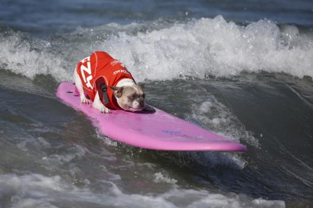 موج سواری سگها!