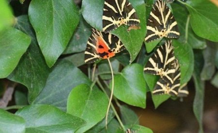 دره Petaloudes ، میزبان پروانه ها!