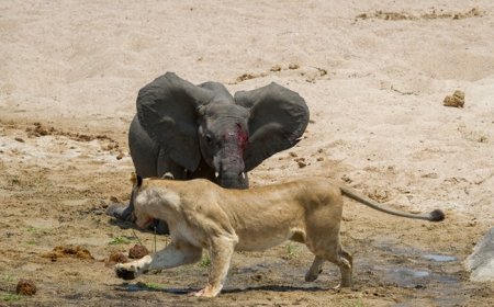 لحظه شکار بچه فیل توسط شیرها!