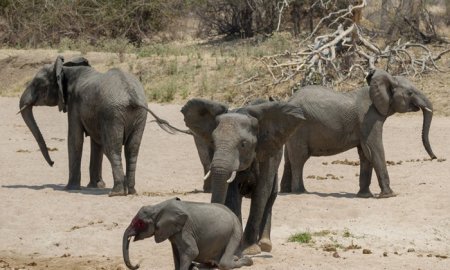 لحظه شکار بچه فیل توسط شیرها!