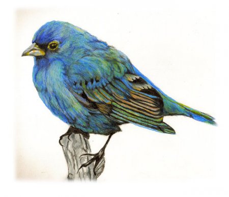 نقاشی هایی زیبا از پرندگان