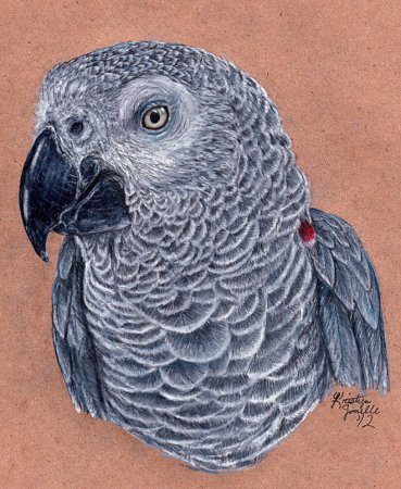 نقاشی هایی زیبا از پرندگان