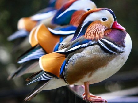 عکسهایی دیدنی و زیبا از زندگی پرندگان