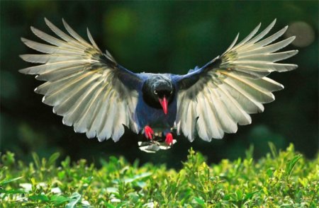 تصاویری خارق العاده از پرندگان