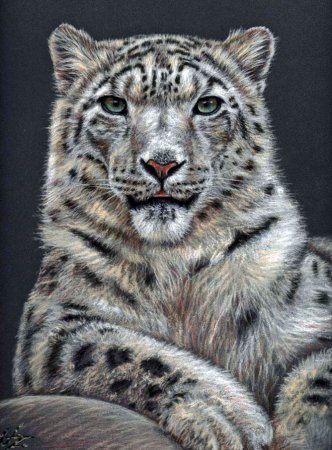 نقاشی هایی زیبا از حیوانات
