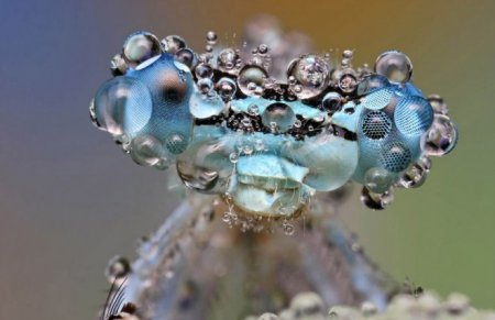 تصاویری بسیار جالب از دنیای حشرات