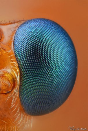 تصاویری بسیار جالب از دنیای حشرات