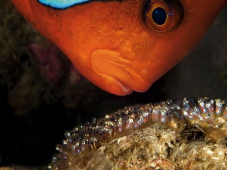 تصاویری از زیبایی های دنیای زیر آبها