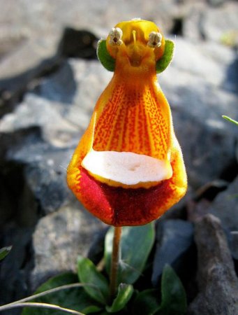 تصاویری از گلهای عجیب و جالب