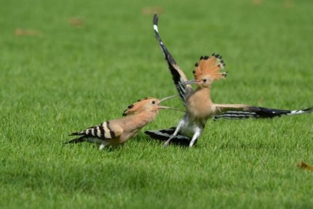 تصاویری جالب از پرندگان