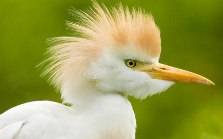تصاویری جالب از پرندگان