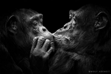 تصاویری جالب به رنگ سیاه و سفید از دنیای حیوانات