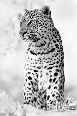 تصاویری جالب به رنگ سیاه و سفید از دنیای حیوانات