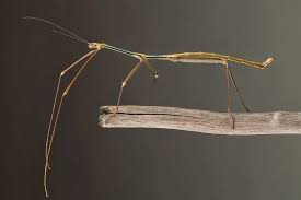 فریگانیستریا رکورددار بلند ترین حشره دنیا همراه تصاویر