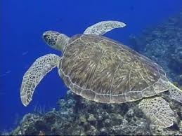 از تماشای دیدنیهای جزیره لاکپشتها در کیش لذت ببرید