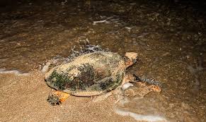 از تماشای دیدنیهای جزیره لاکپشتها در کیش لذت ببرید